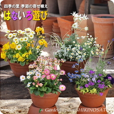 季節の寄せ植えギフト花色あそび ¥4,500円 (税込 4,860 円)