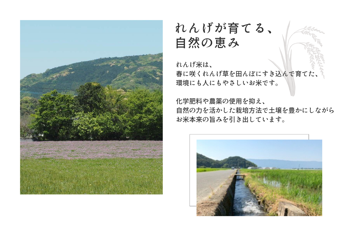 れんげが育てる自然な恵み