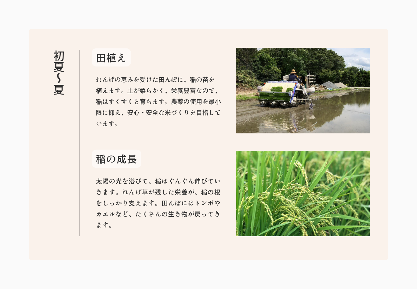 お米ができるまで夏