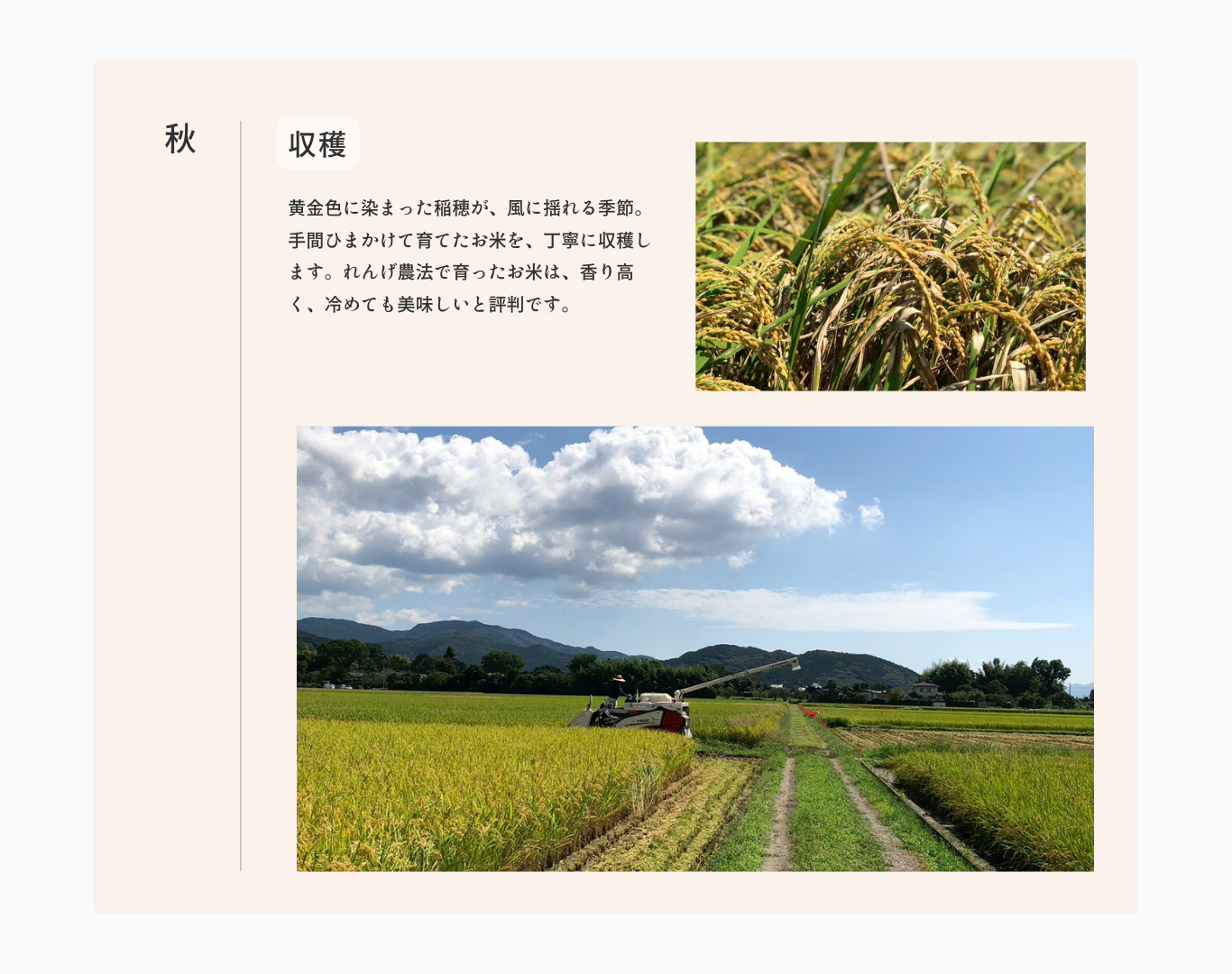 お米ができるまで秋から収穫